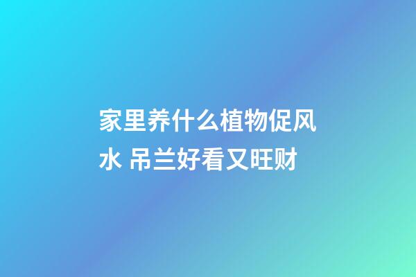 家里养什么植物促风水 吊兰好看又旺财